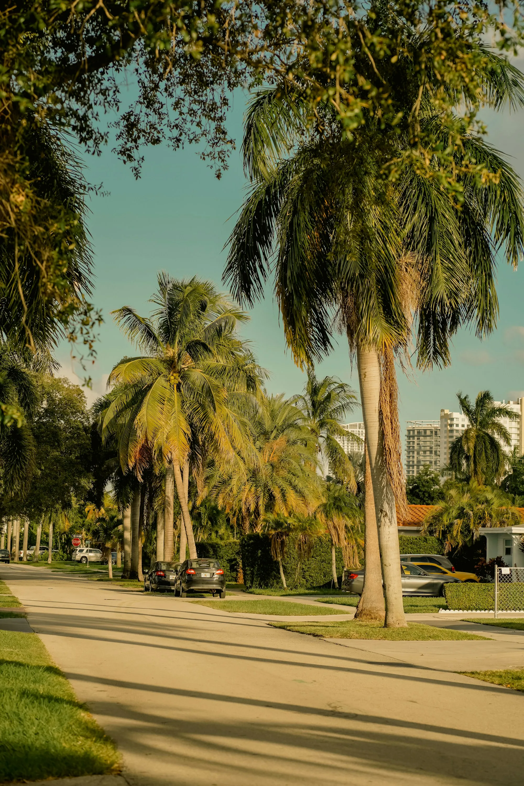 A residential street of low South Florida houses lined with palms